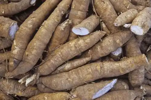 Cassava