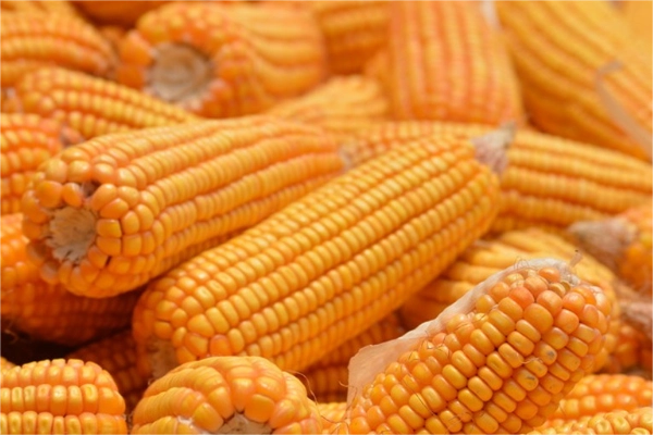 maize