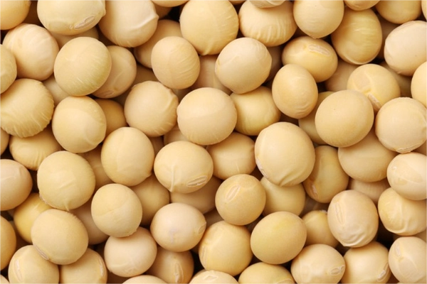 soybeans