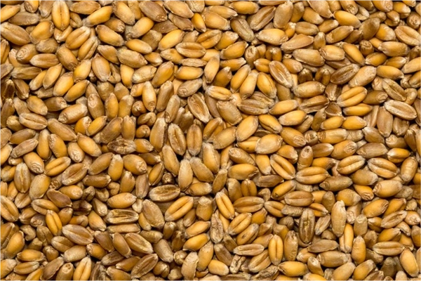 barley
